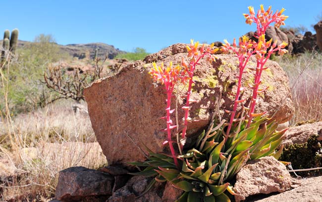 Dudleya collomiae saxosa, Gila County Live-forever, Southwest Desert Flora